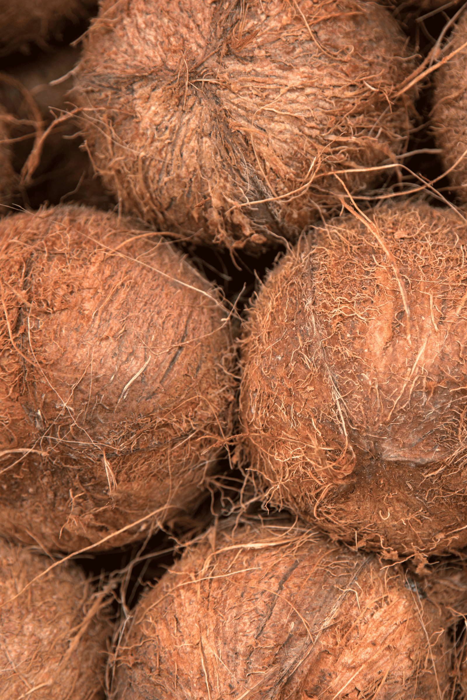 Coconut