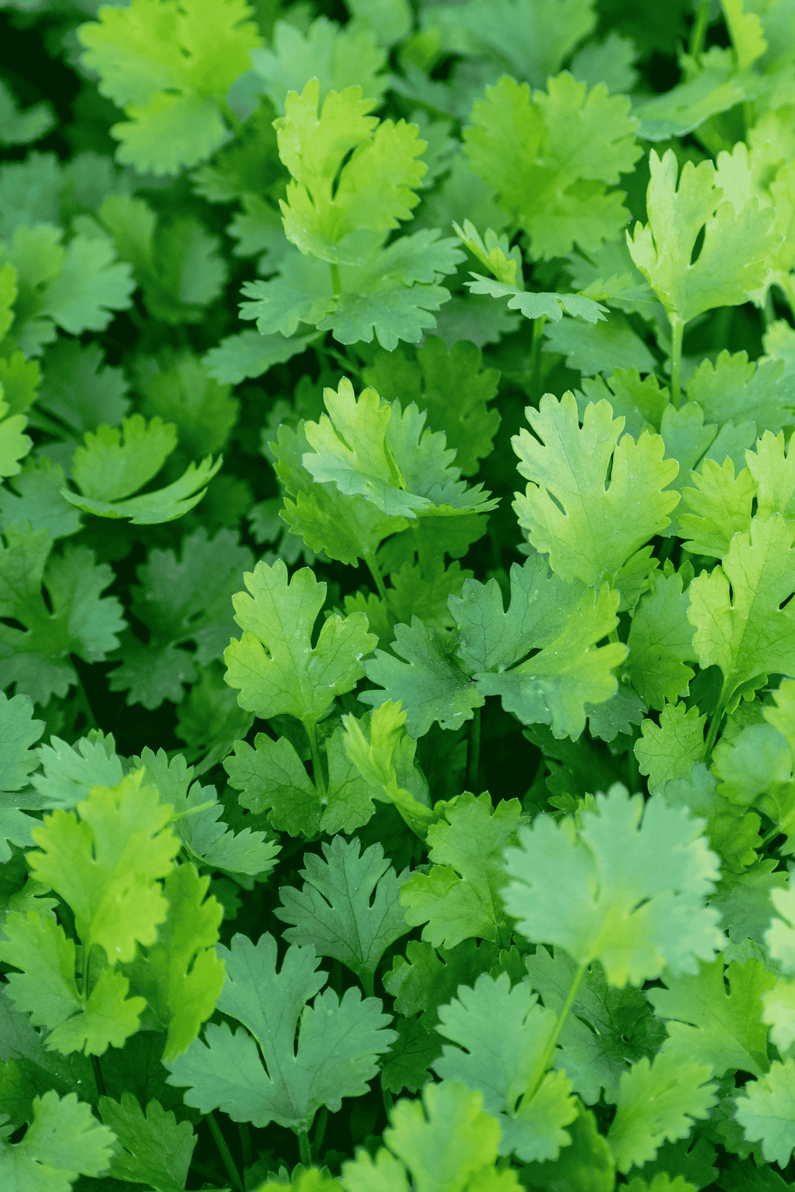 Fresh Coriander