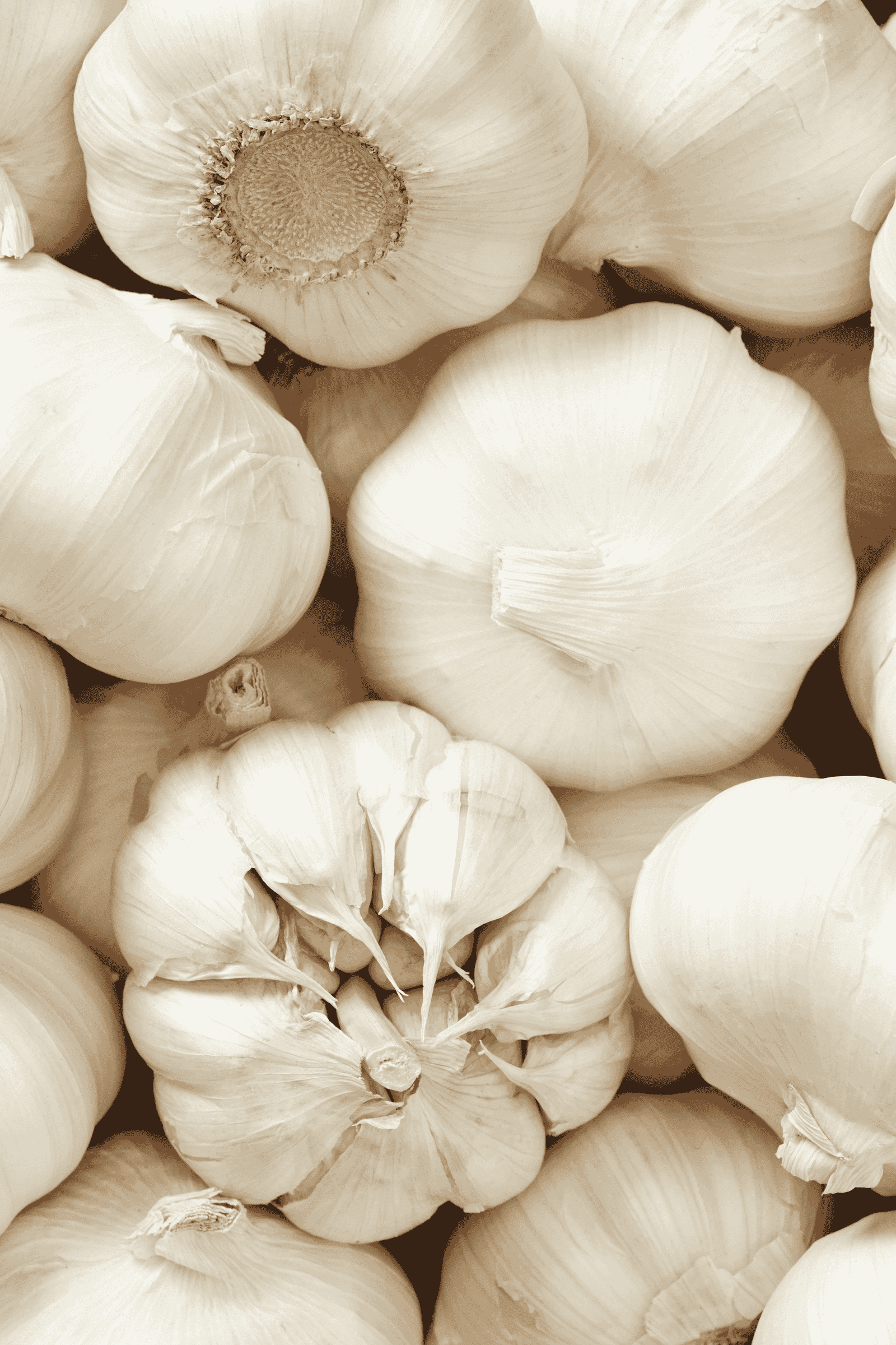 Fresh Garlic