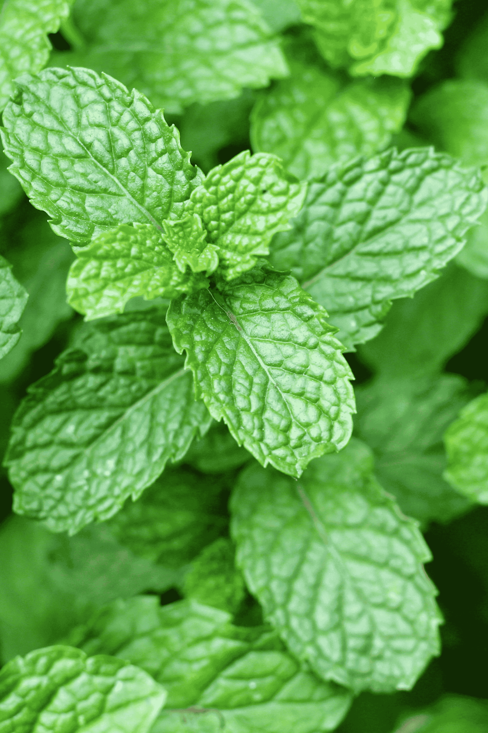 Fresh Mint Leaves