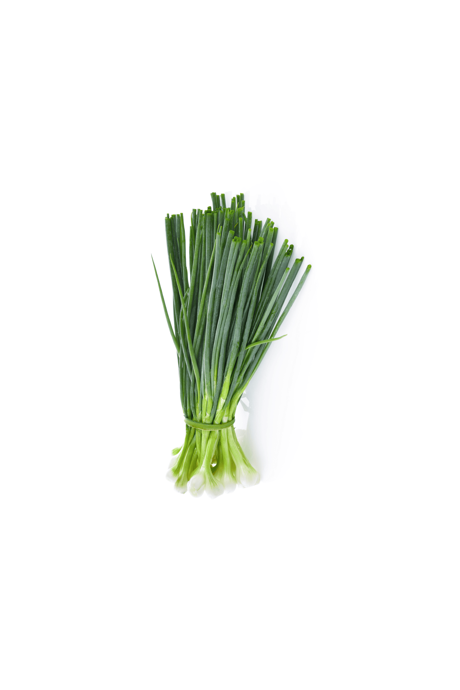 Spring Onion